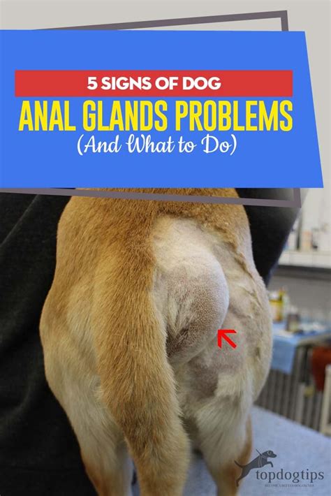 anal gland leak|Leaking Anal Glands in Dogs: Causes & Remedies